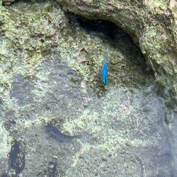 Het enige visje wat ik vast heb kunnen leggen