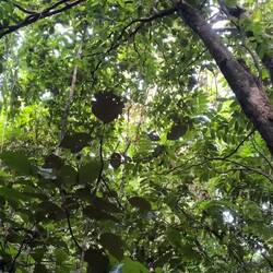 Vreemde vogelgeluiden