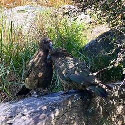 Sie ließen sich nicht stören.