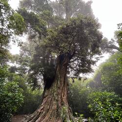 Ein 2000 Jahre alter Baum im Nebel