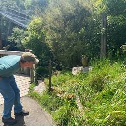 Dem Kea ganz nah 😍