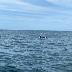 Auch Orkas haben wir von nahem gesehen.