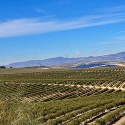 Unendliche Olivenfelder