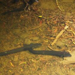 Neuseeländische Langflossenaale