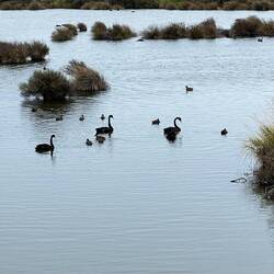 Schwarze Schwäne an der Küste von Hawkes Bay