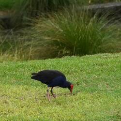 Purpurhuhn auf dem Campingplatz