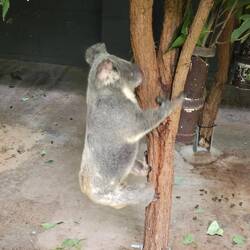 He crawled down to relieve himself.