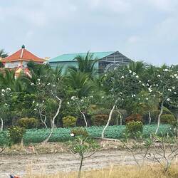 The white in the trees is the pre- wrapped fruit