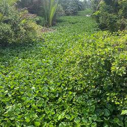 Waterway totally filled with plants