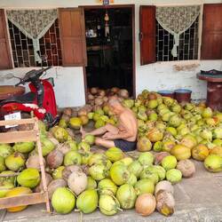 Da werden sie gepellt, die leckeren Kokosnüsse