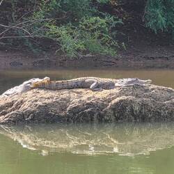 And his buddy crocky!