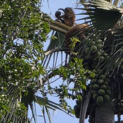 Baboon in palm tree cracking a coconut