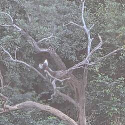 Africa. Fish Eagle, my sprit animal.