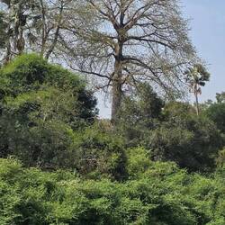 Huge 40m high trees of life
