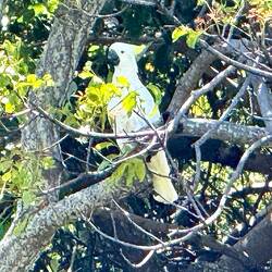 Papageien in den Bäumen