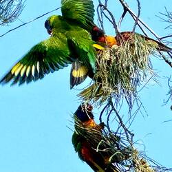 Sittiche in den Bäumen