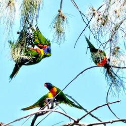 Sittiche in den Bäumen