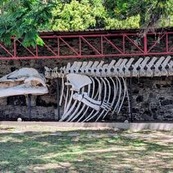 Whale bones!