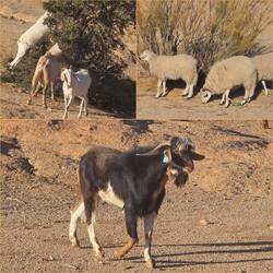 Määäh und Möööh