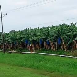Hier wachsen die blauen Mülltüten😁