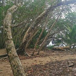 Im Nationalpark Cahuita