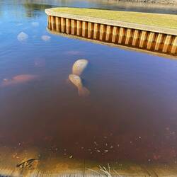 Wir sehen einige mit Baby 😍😍😍