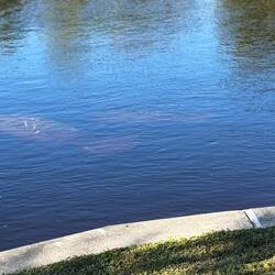 Es war angeschrieben das es ca 155 Stück sind! Wie sie es zählen 🤔🤷🏼‍♀️