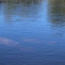 Mutter mit Kalb chillen im warmen flussabwärts