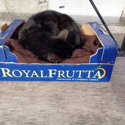 Exotische Früchte hier