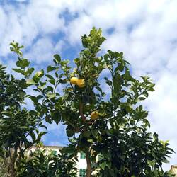 Im Land, wo die Zitronen 🍋 blühen 😄
