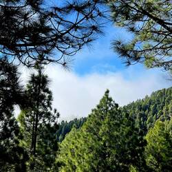 jetzt unterhalb der Baumgrenze und schon fast in den Wolken