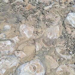 Wir fahren über versteinerte Austern.