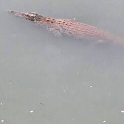 And then, the largest crocodile I have ever seen!😰