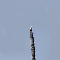 With a full stomach he settles on this high palm tree