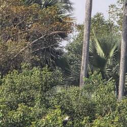 Sits on a branch watching the river