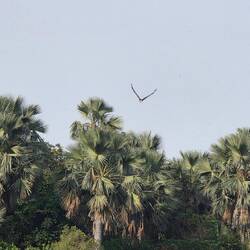 And then a fish Eagle comes along
