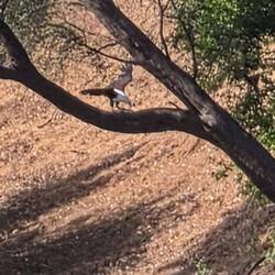 Flies to a branch to eat it in peace.