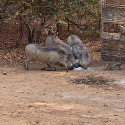 Oh! Some more visitors!