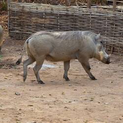 Difficult to get past these beasts!