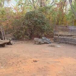 The monkeys also want something