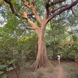 And huge "Fromager" trees. Seen as trees of life and place of the ancestors