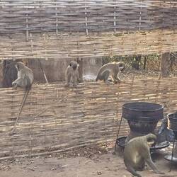 Closely observed by our friends