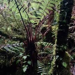 Koropuku Falls Track