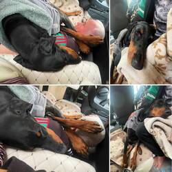 ..wenn Hund und Herrli kuscheln sieht das oft ganz komisch aus 🤣