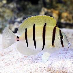 Een paar van de visjes die ik tegen ben gekomen en kon vinden op internet