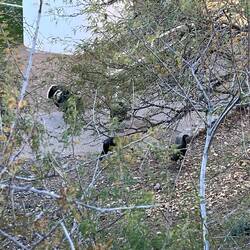 Turkeys that live on one of the property fields.