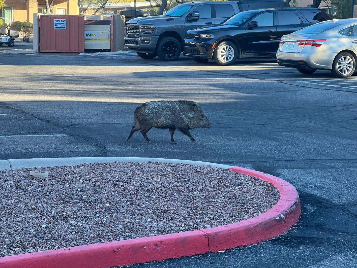 Mind your business. I'm just out for my morning walk...