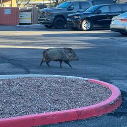 Mind your business. I'm just out for my morning walk...