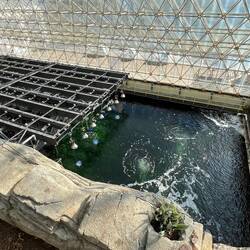 The "ocean" where coral studies were done.