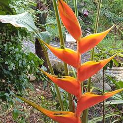 Blumen in der Hotelanlage